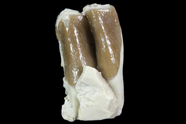 Oreodont (Leptauchenia) Tooth - South Dakota #91081